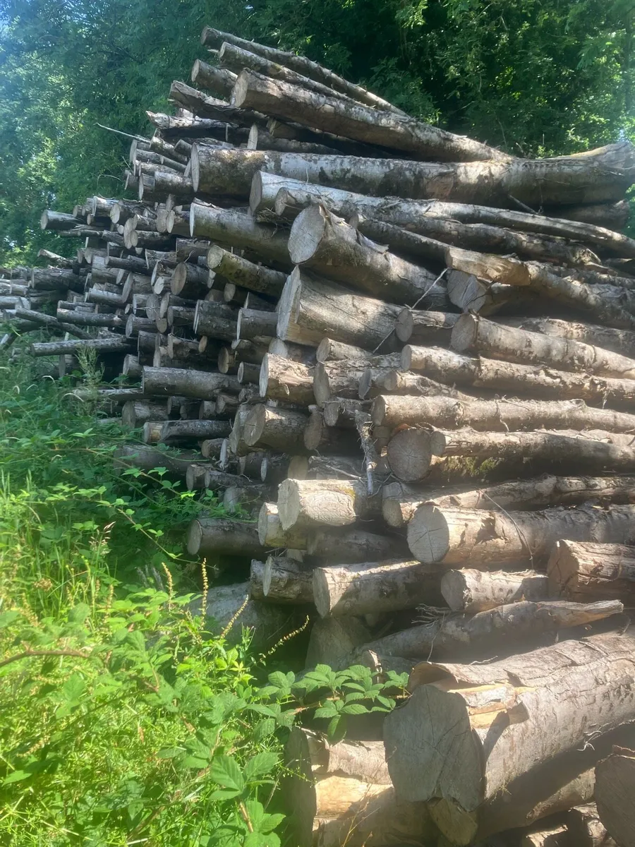 Firewood hardwood - Image 2