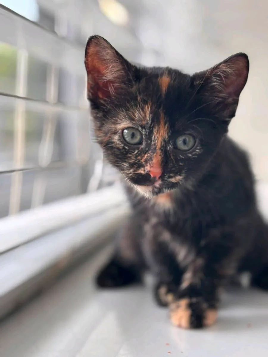 Kittens - Image 4