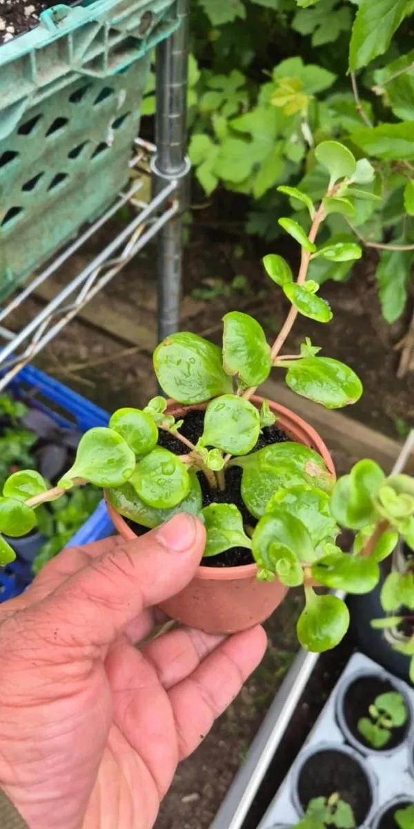 Indoor plants - Image 2
