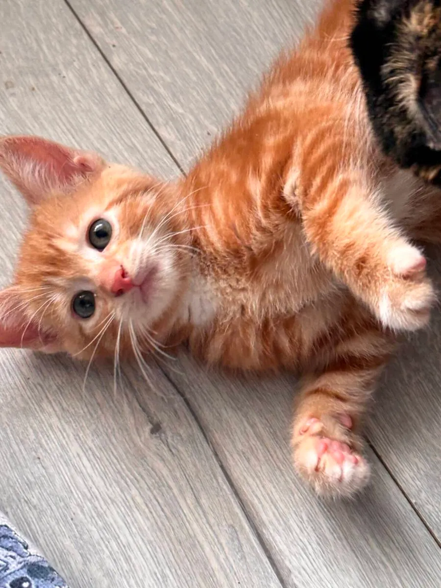 Kittens - Image 1