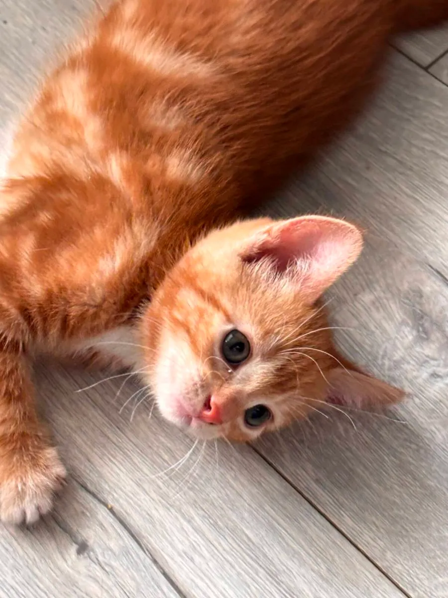Kittens - Image 2