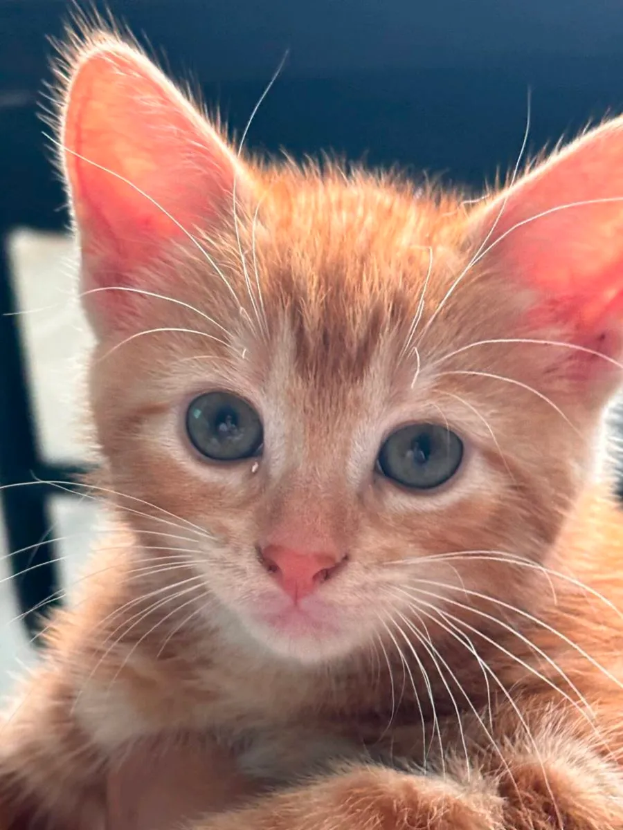 Kittens - Image 3