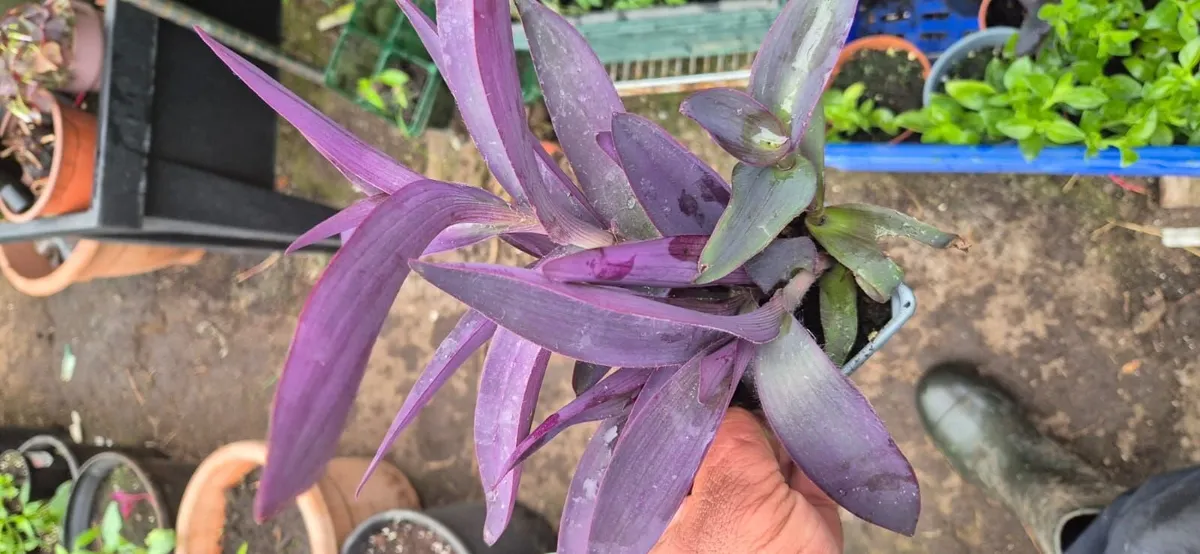 Indoor plants - Image 4