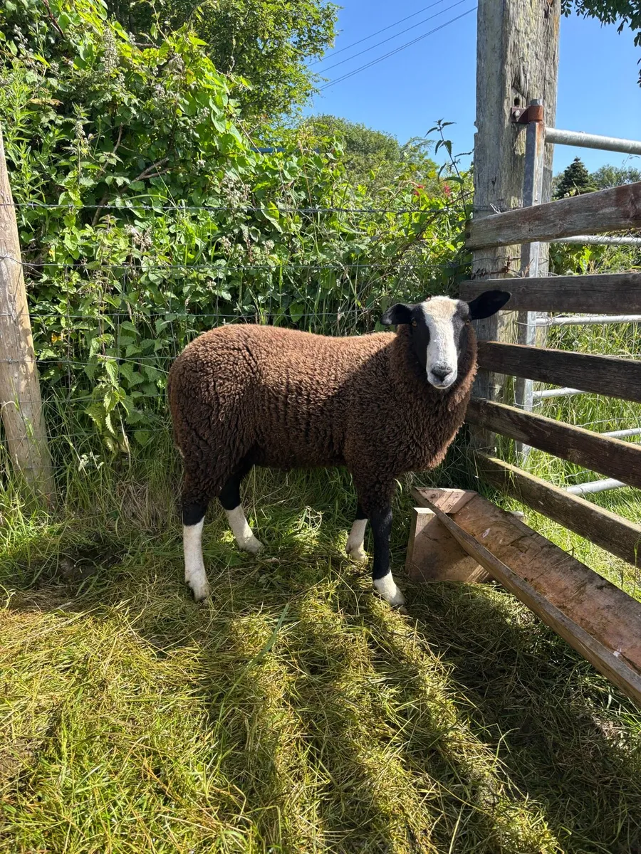 Zwartble ram lamb - Image 1