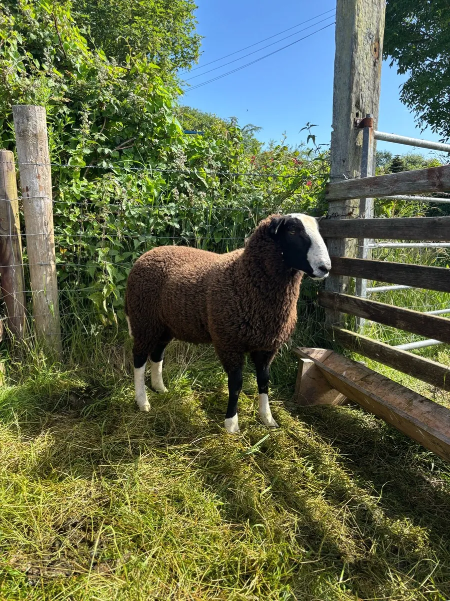 Zwartble ram lamb - Image 2