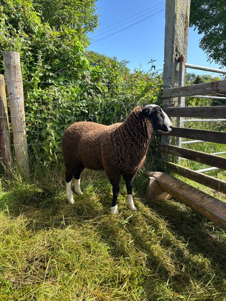 Zwartble ram lamb - Image 3