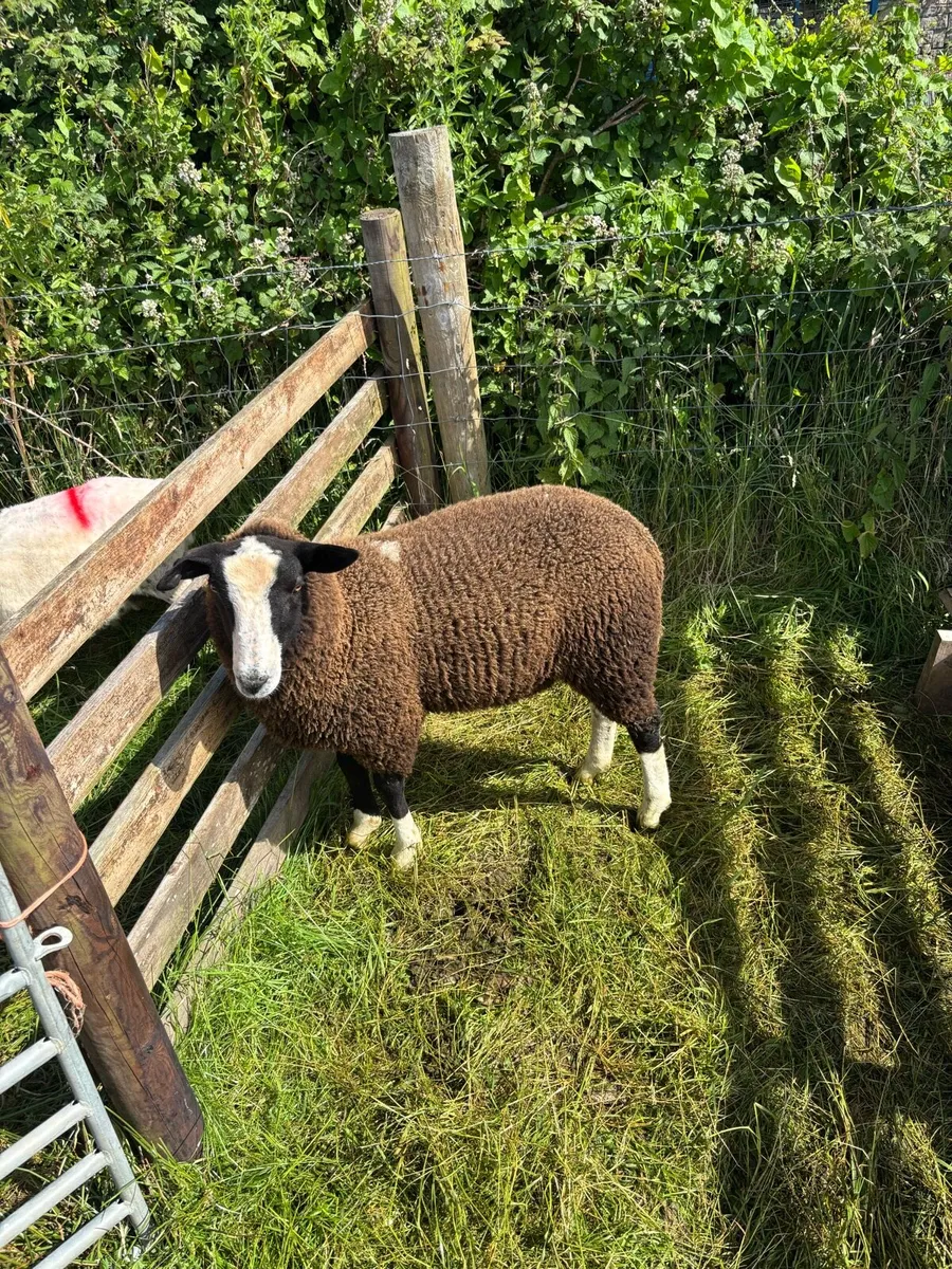 Zwartble ram lamb - Image 4