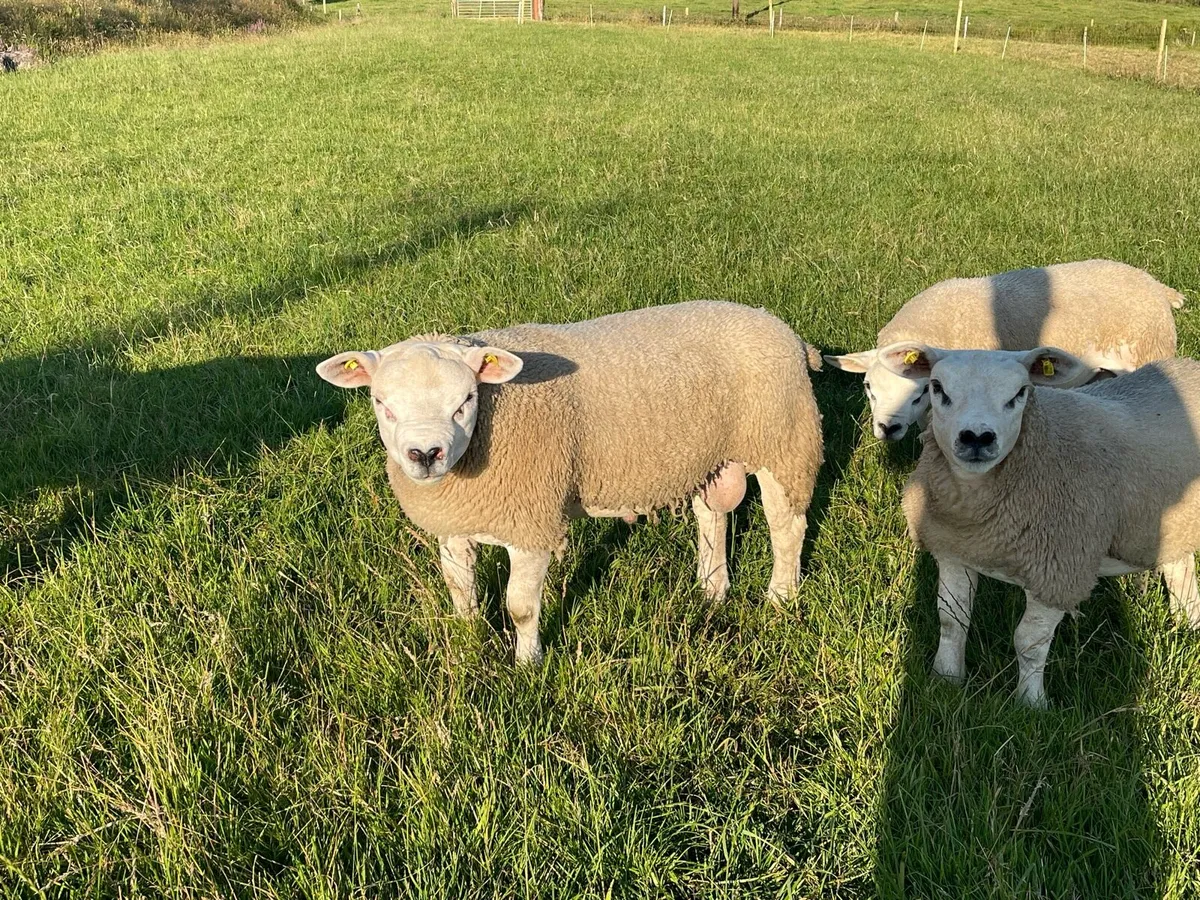 ⭐️SIS Approved Pedigree Registered Texel Ram Lambs - Image 4