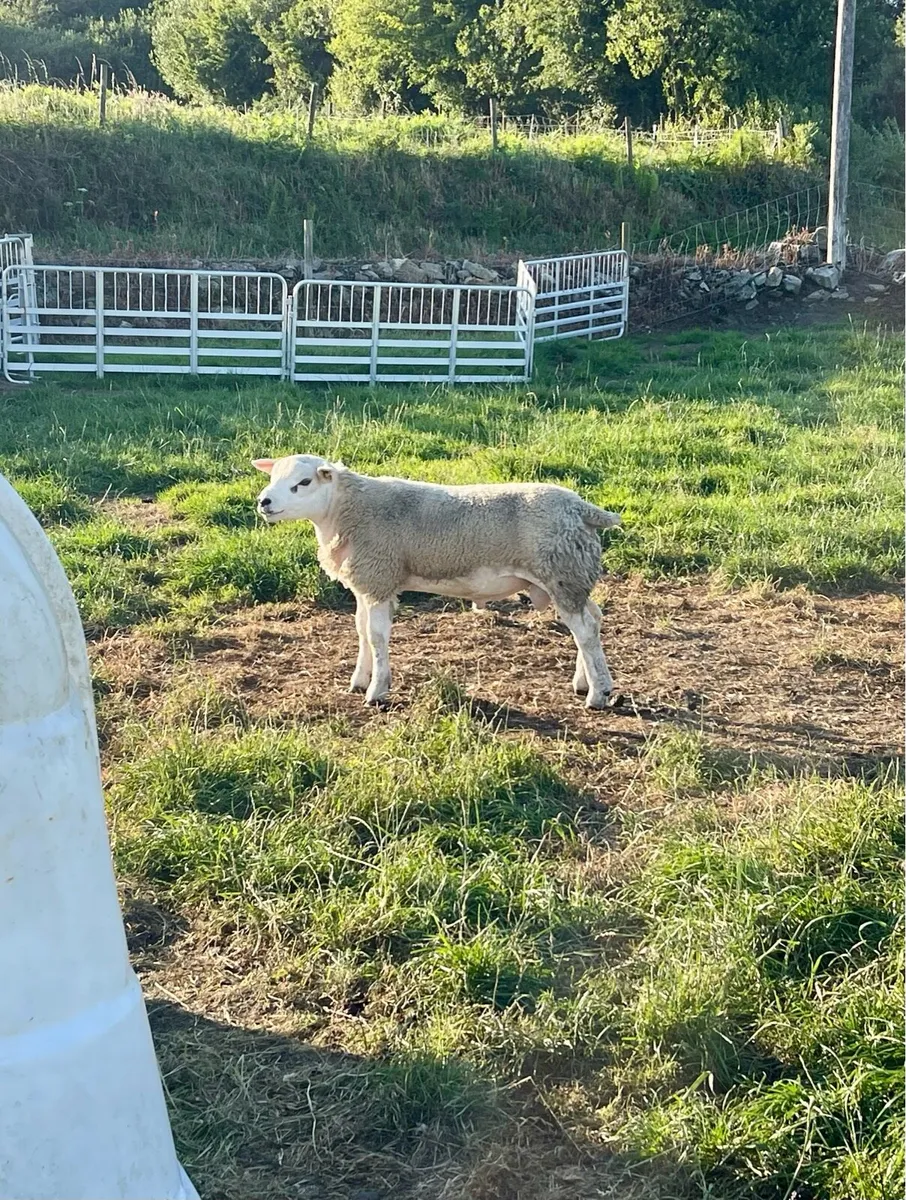 ⭐️SIS Approved Pedigree Registered Texel Ram Lambs - Image 2