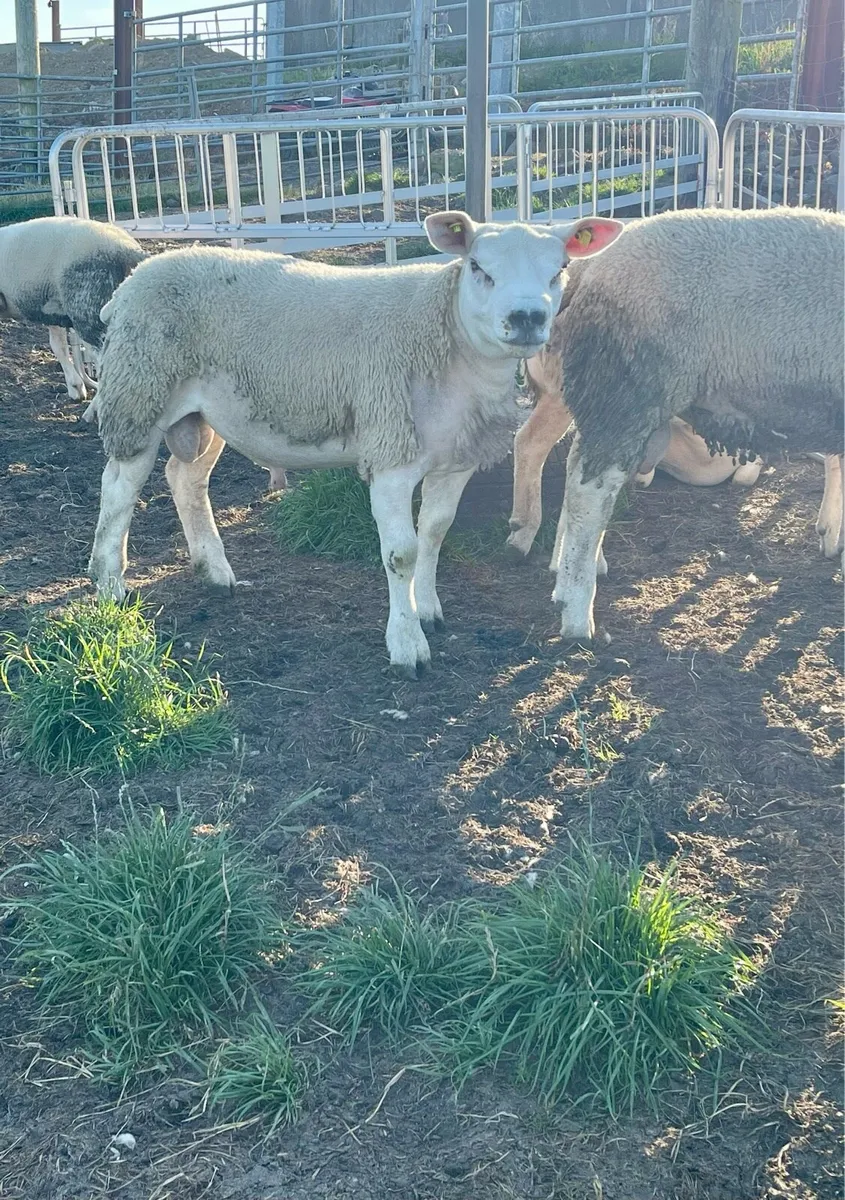⭐️SIS Approved Pedigree Registered Texel Ram Lambs - Image 3