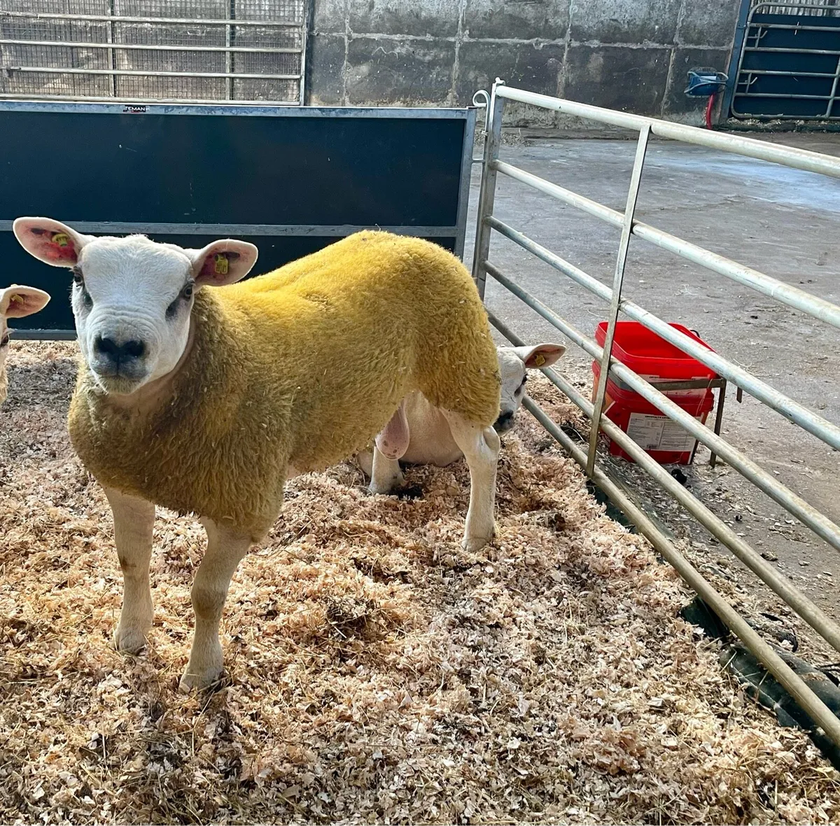 ⭐️SIS Approved Pedigree Registered Texel Ram Lambs - Image 1