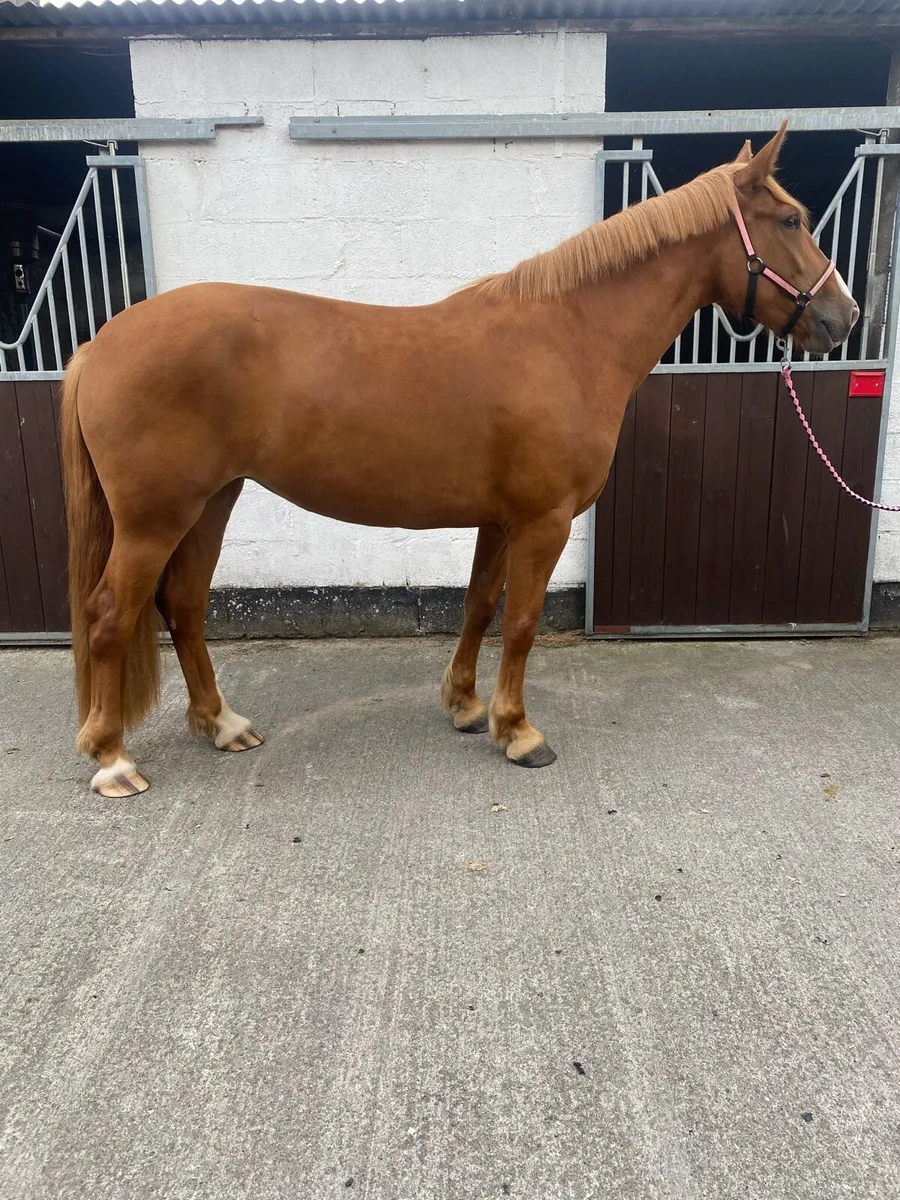 Riding school mare - Image 1