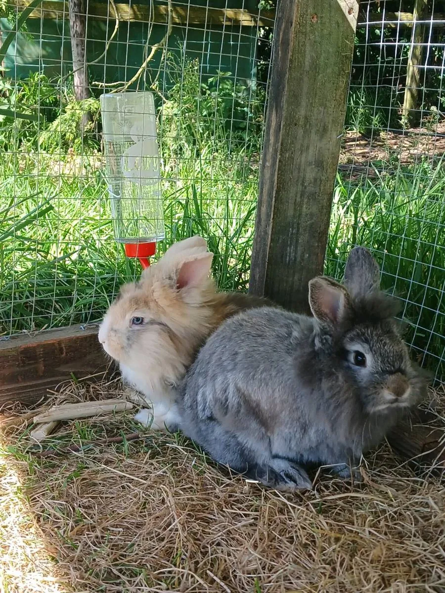 Bunnies with cage and necessities - Image 1