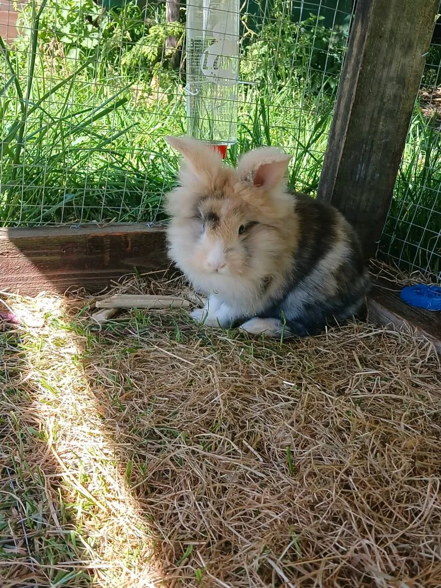 Bunnies with cage and necessities - Image 2