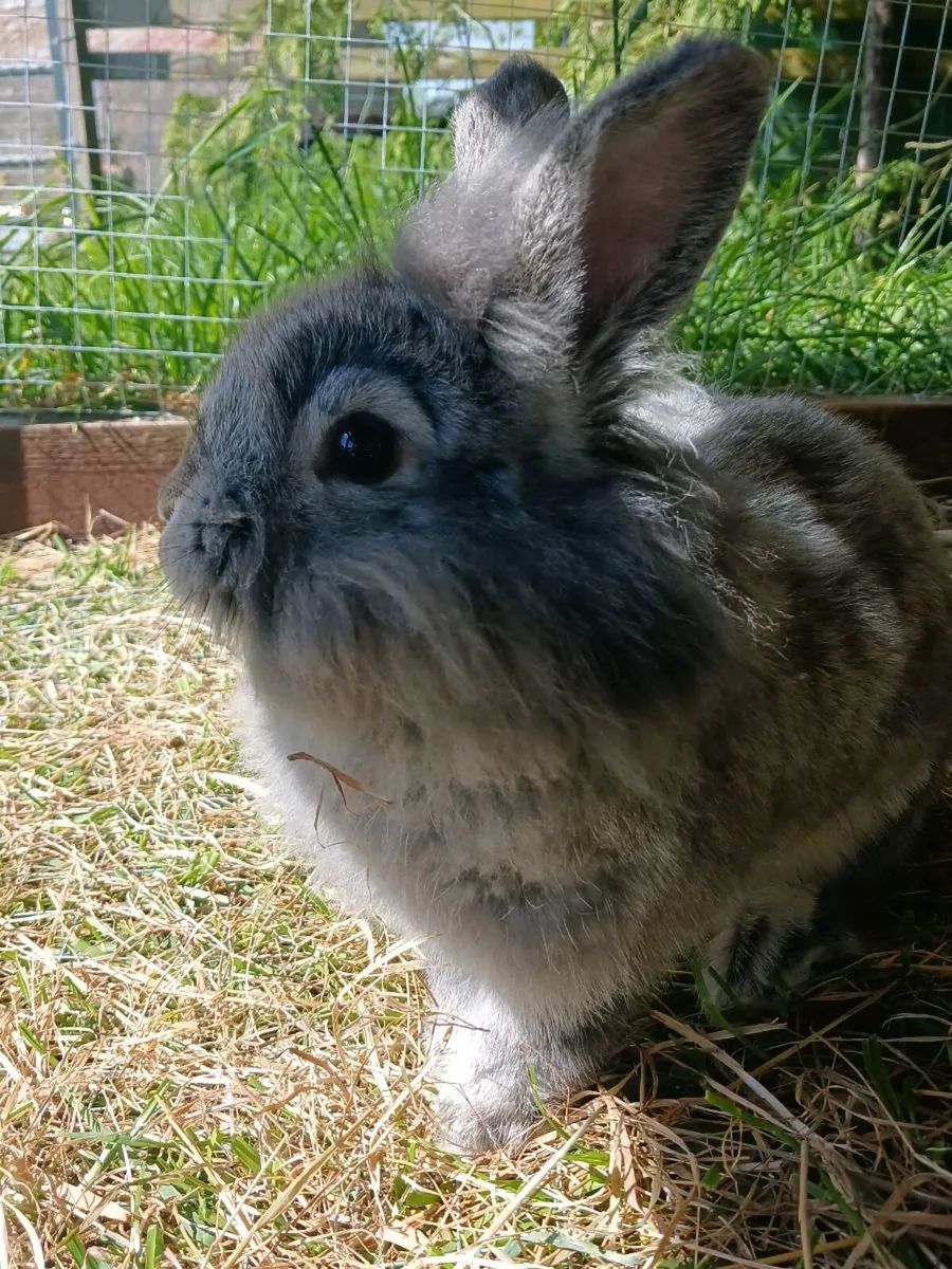 Bunnies with cage and necessities - Image 3
