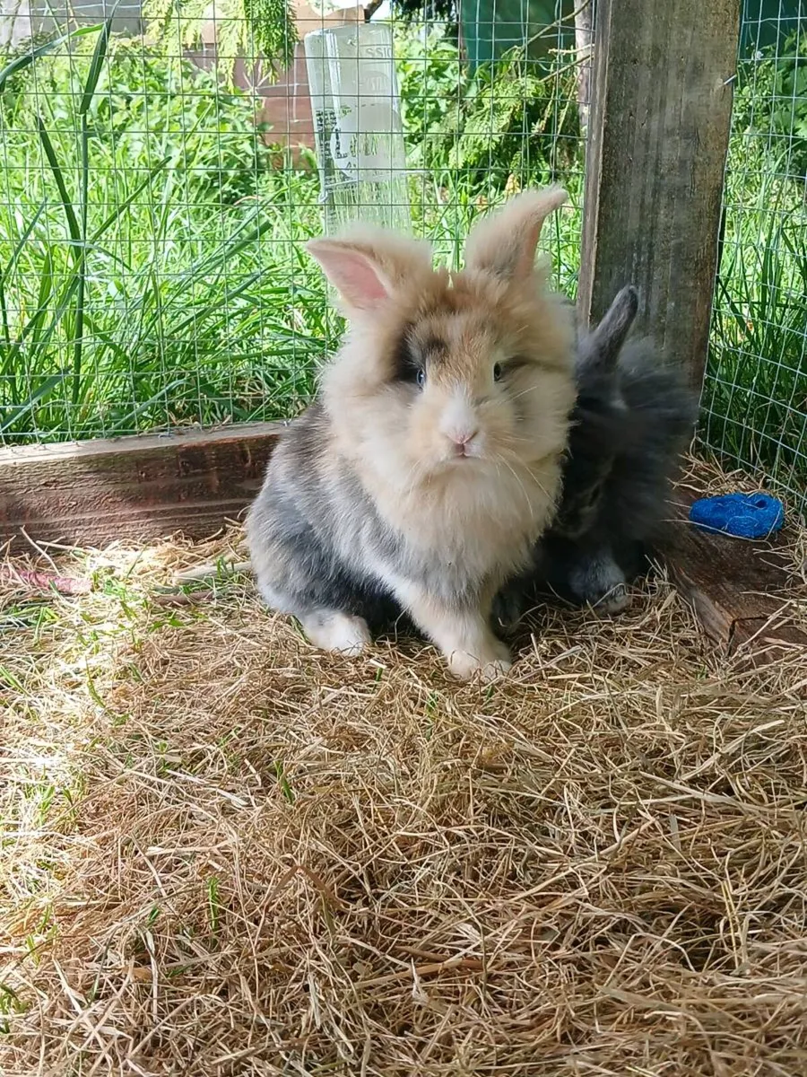 Bunnies with cage and necessities - Image 4
