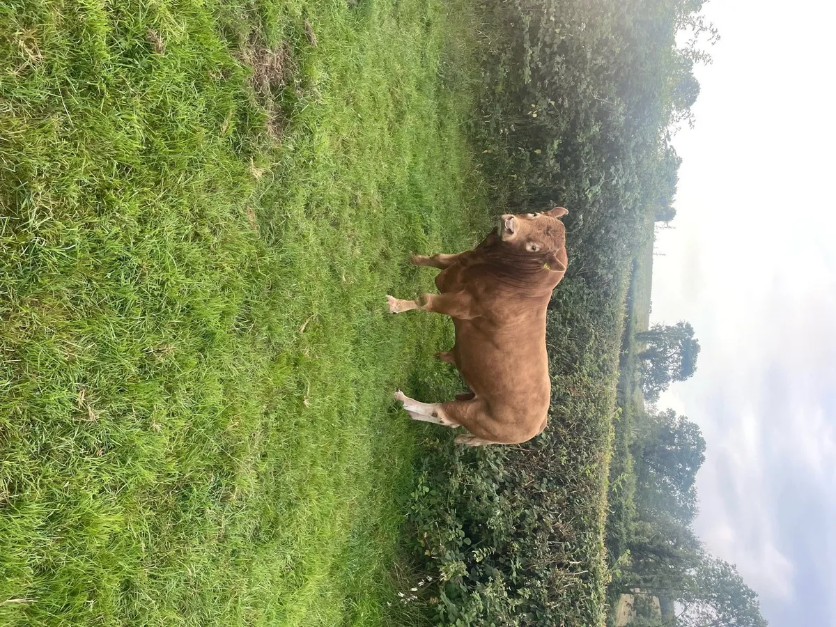 Limousine bull - Image 2