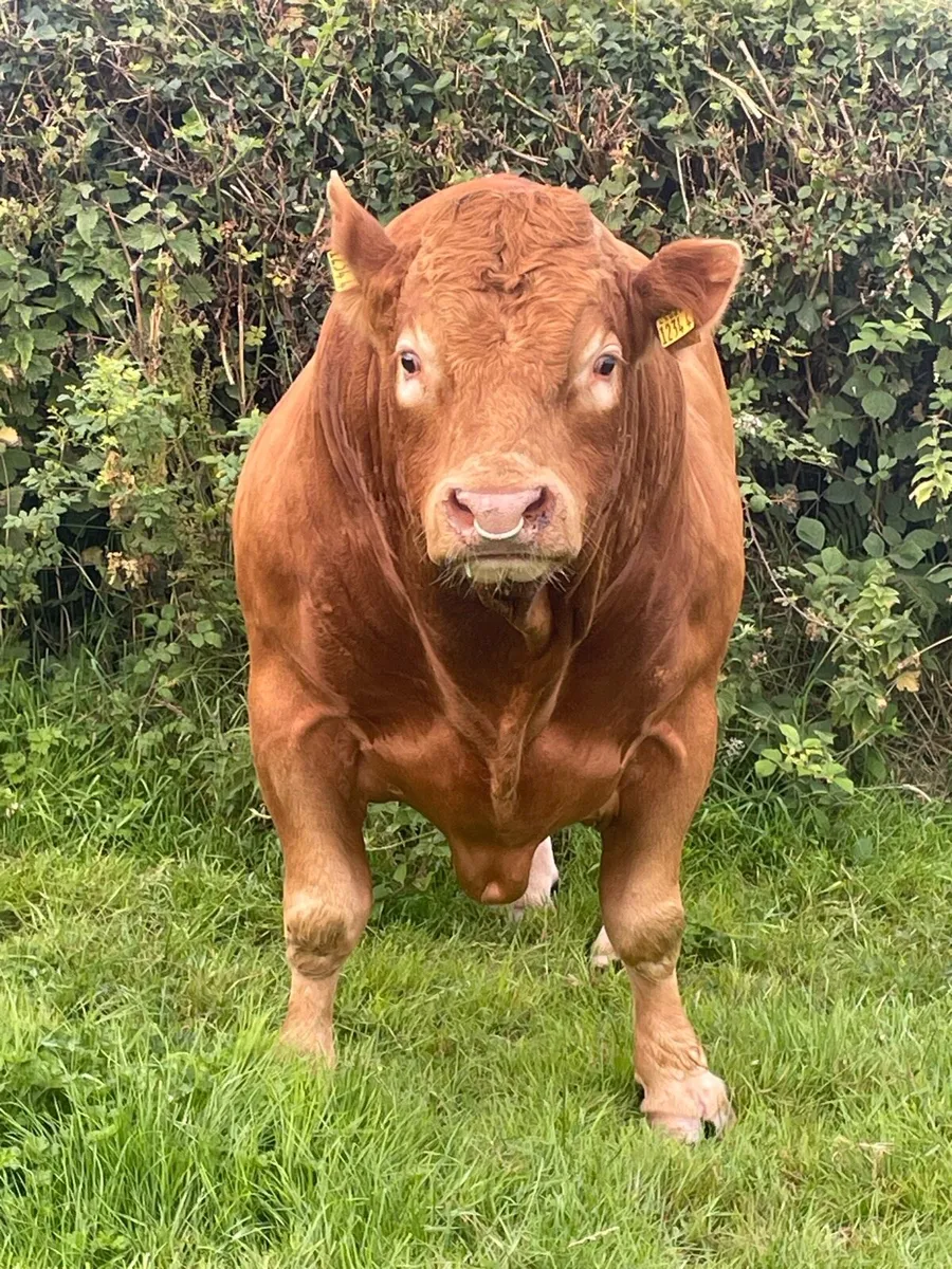 Limousine bull - Image 3