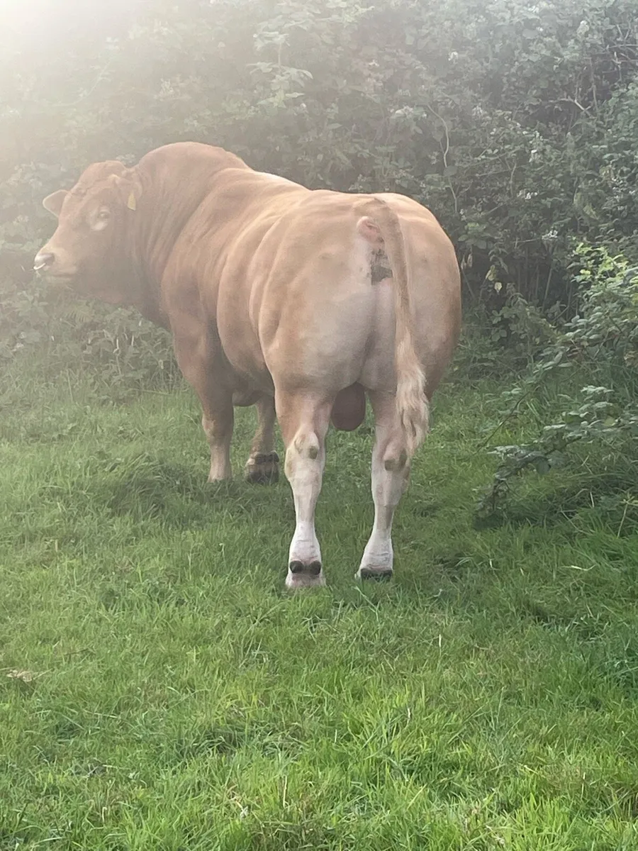 Limousine bull - Image 4