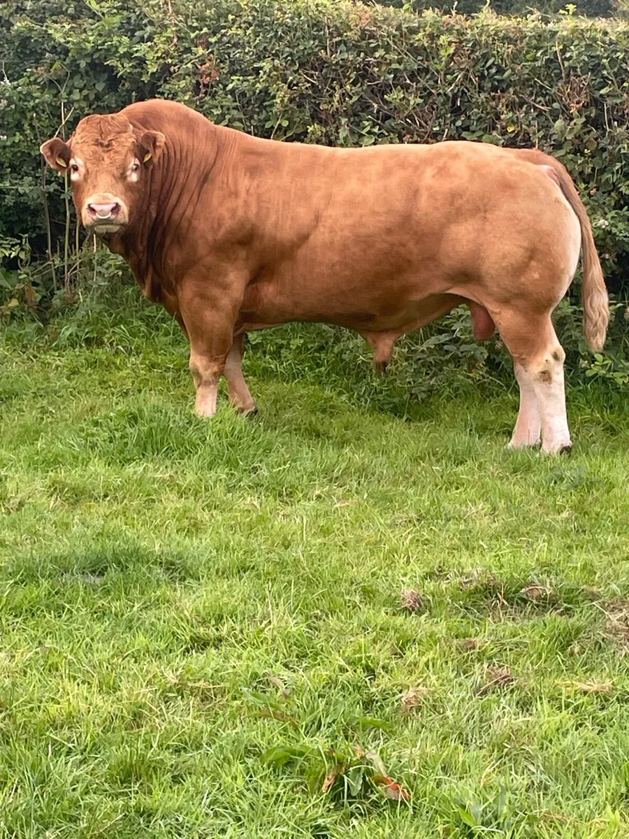 Limousine bull - Image 1