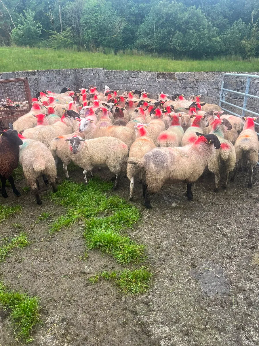 Ewe lambs - Image 3