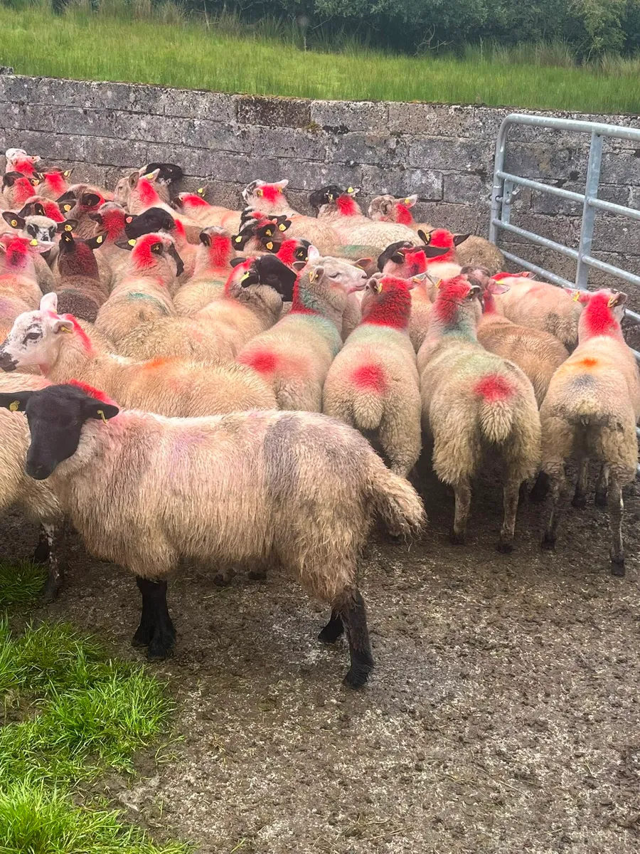 Ewe lambs - Image 2