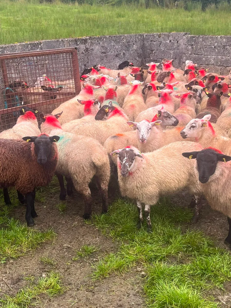 Ewe lambs - Image 1