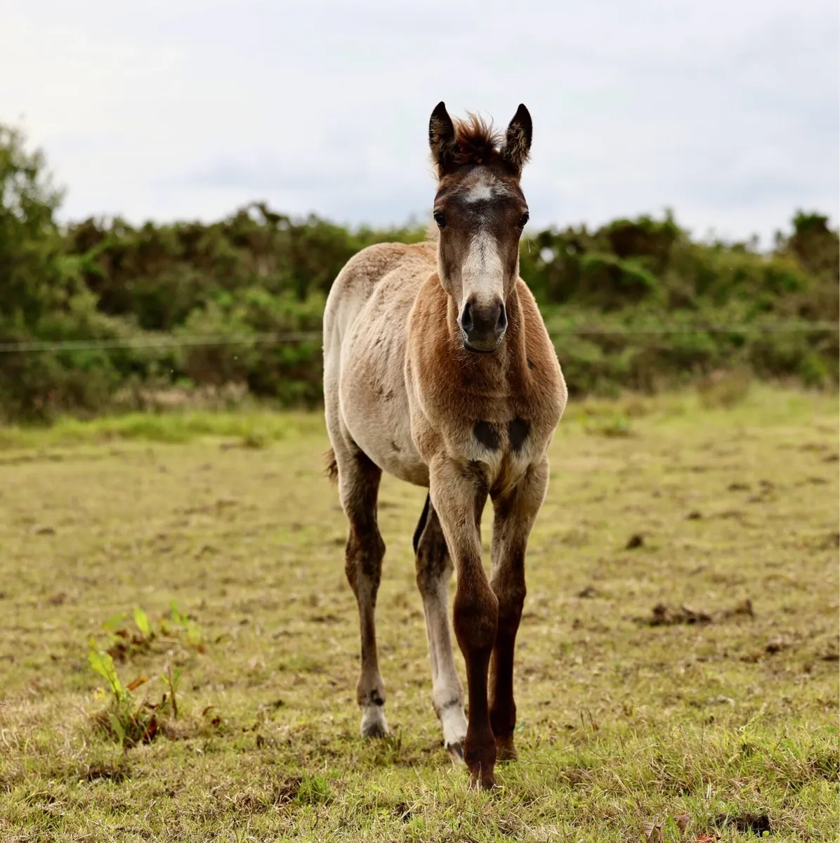 Smashing TIH FILLY - Image 1
