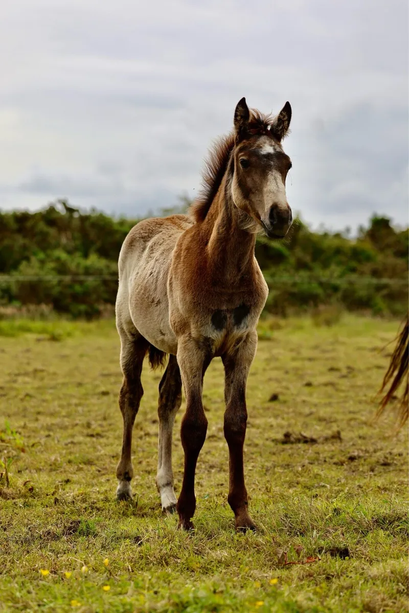 Smashing TIH FILLY - Image 2