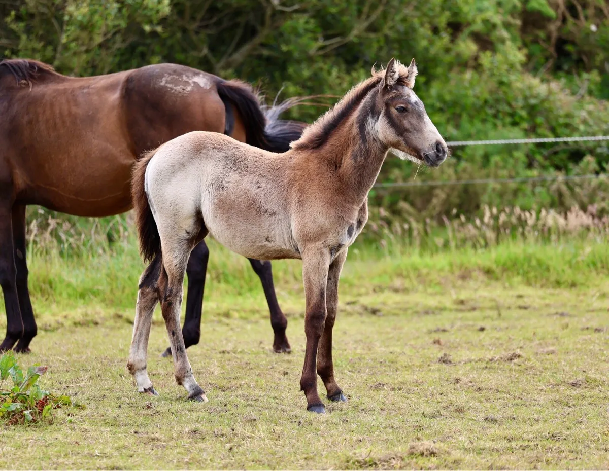 Smashing TIH FILLY - Image 3