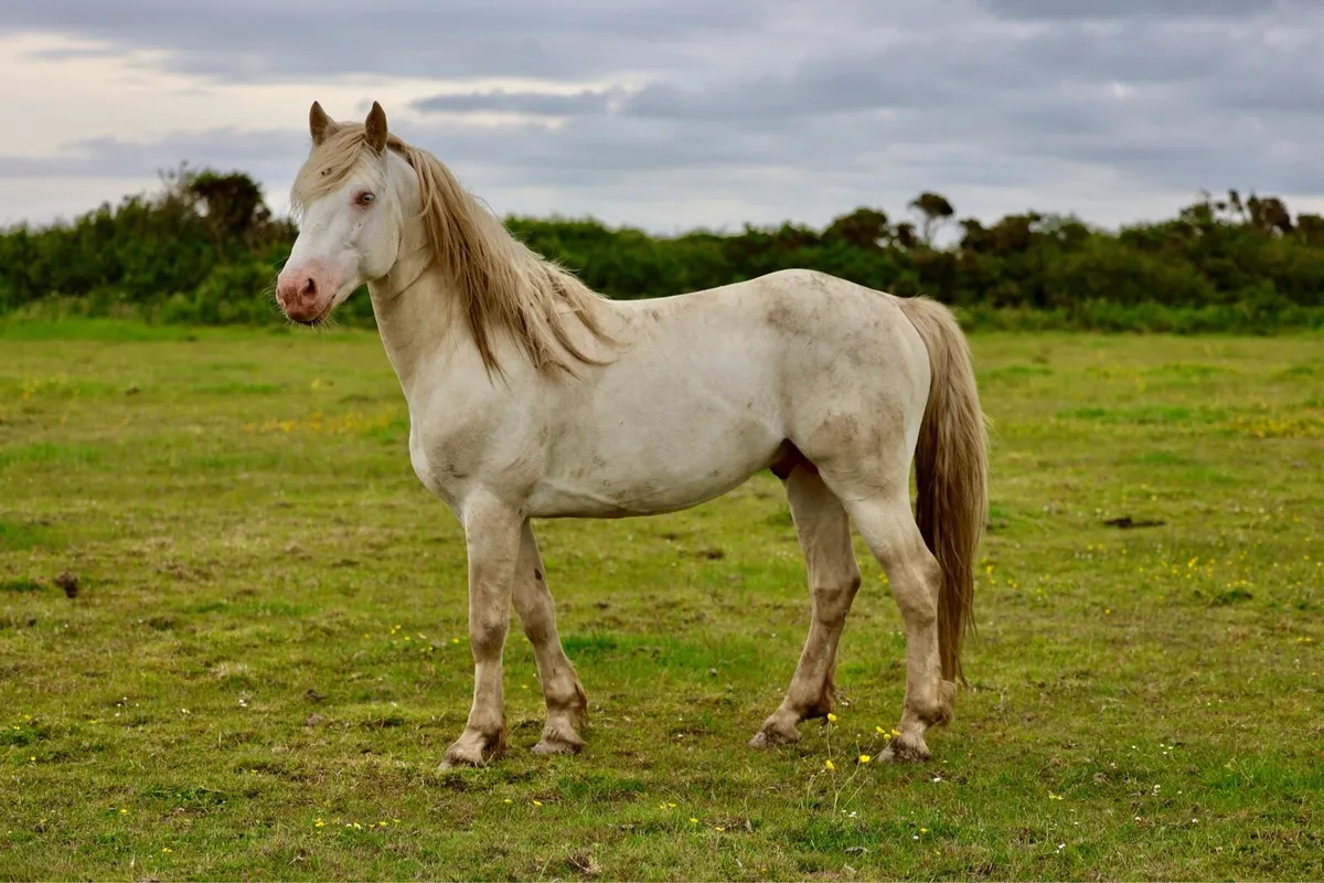 Smashing TIH FILLY - Image 4