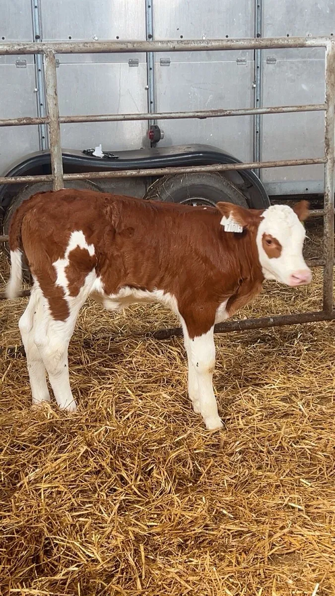 OUTSTANDING RED SIMMENTAL HEIFER - Image 1