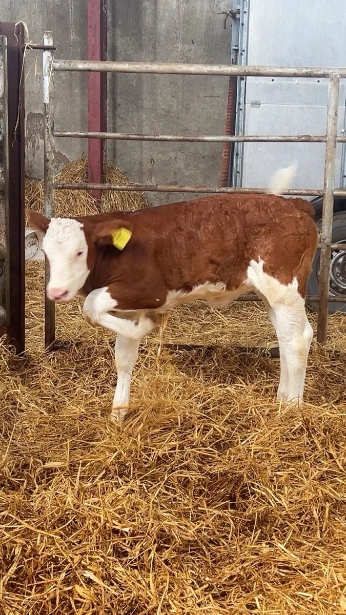 OUTSTANDING RED SIMMENTAL HEIFER - Image 2