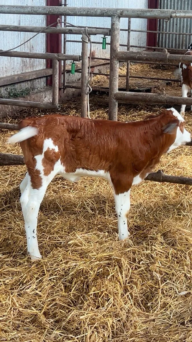 OUTSTANDING RED SIMMENTAL HEIFER - Image 4