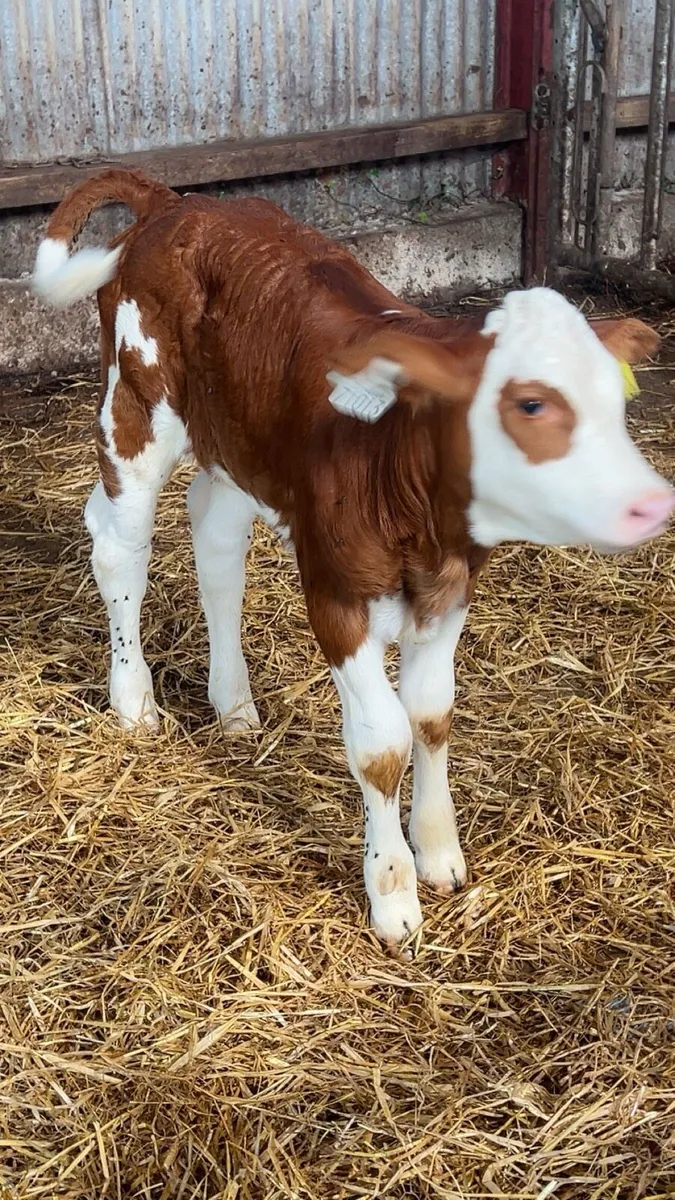OUTSTANDING RED SIMMENTAL HEIFER - Image 3