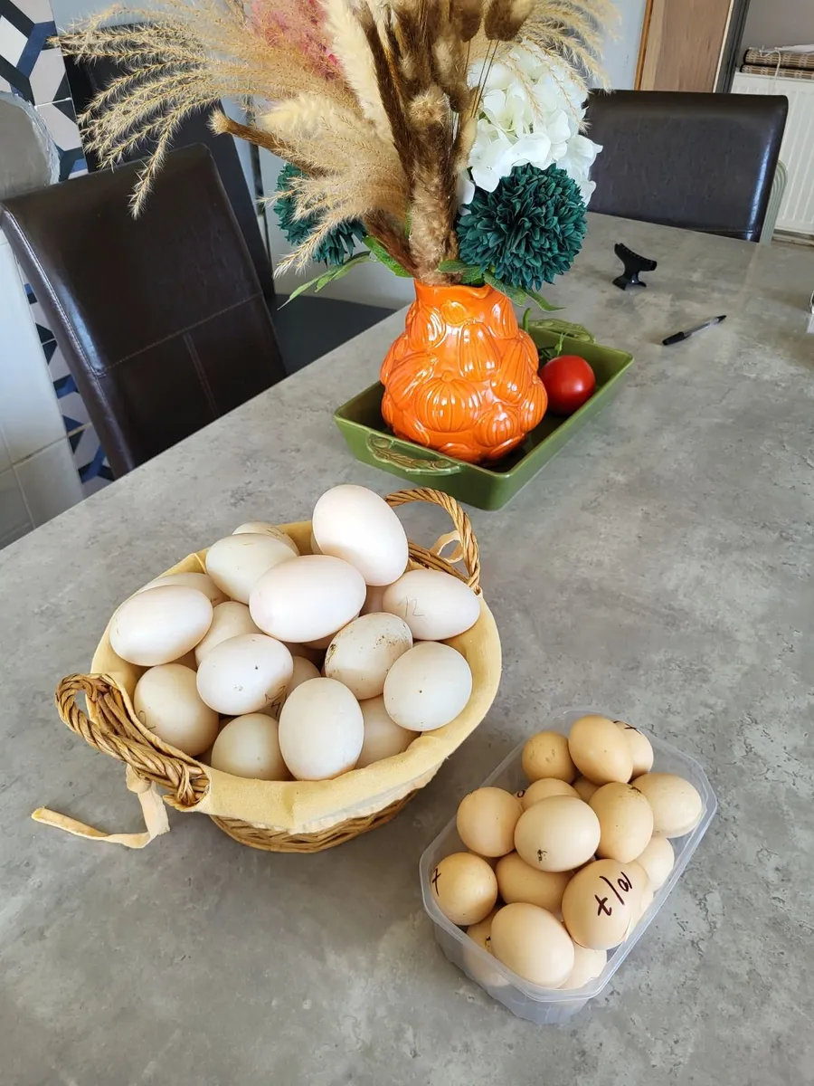 Kaki Campbell  duck eggs