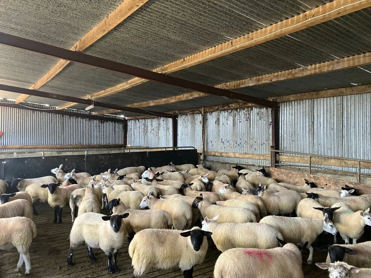 Organic Sheep - Image 2