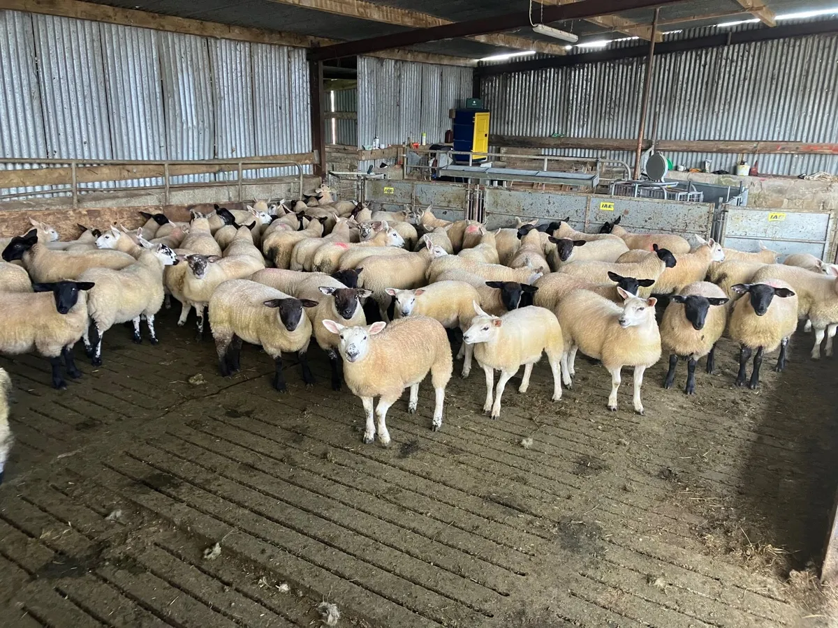 Organic Sheep - Image 3