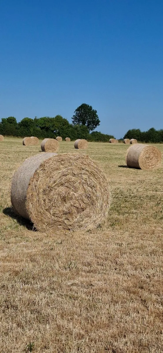 Hay for sale - Image 1