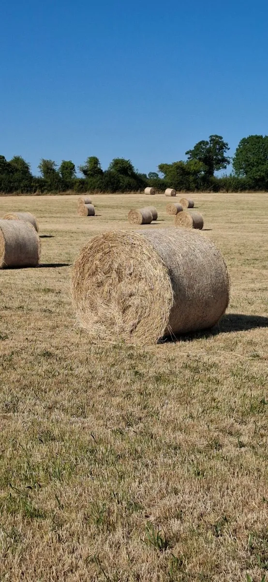 Hay for sale - Image 3