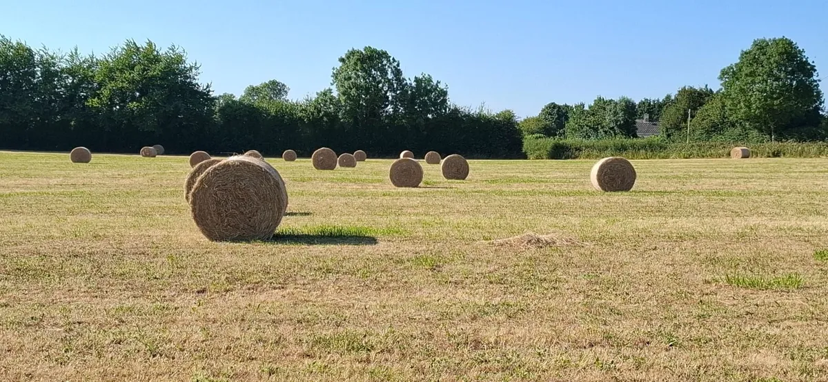 Hay for sale - Image 2