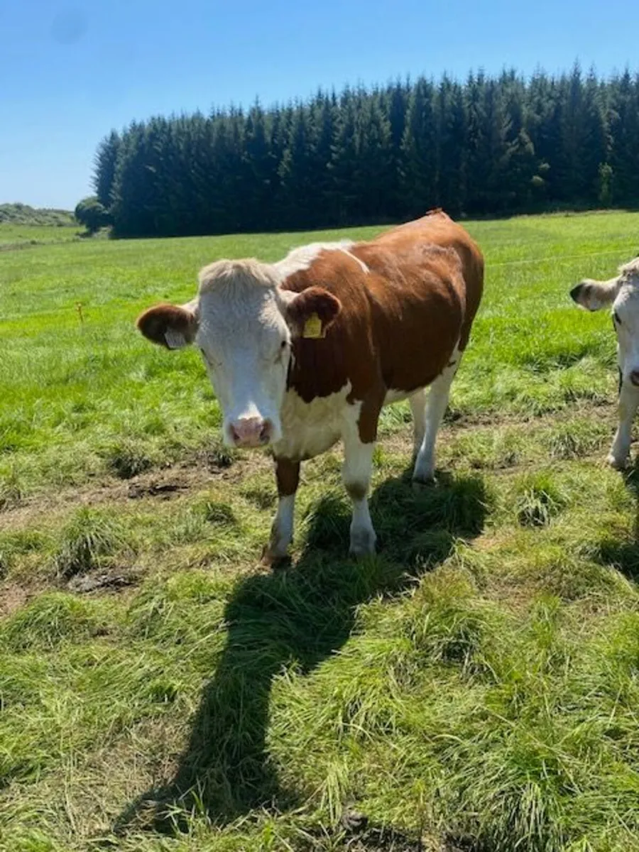 Heifers for breeding - Image 3