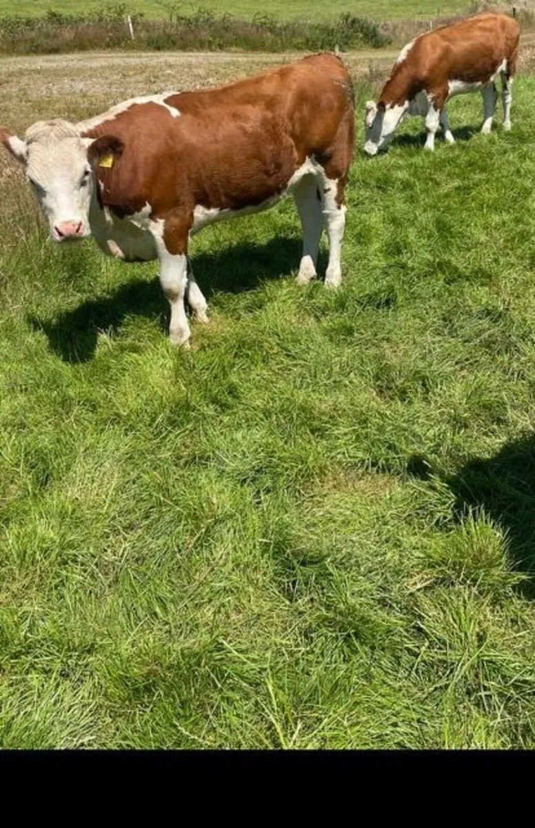 Heifers for breeding - Image 2