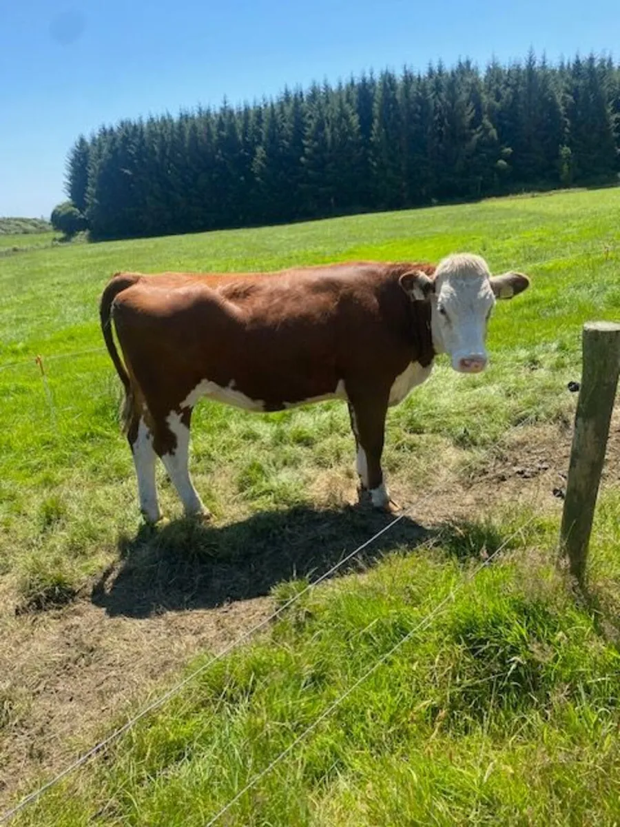 Heifers for breeding - Image 1