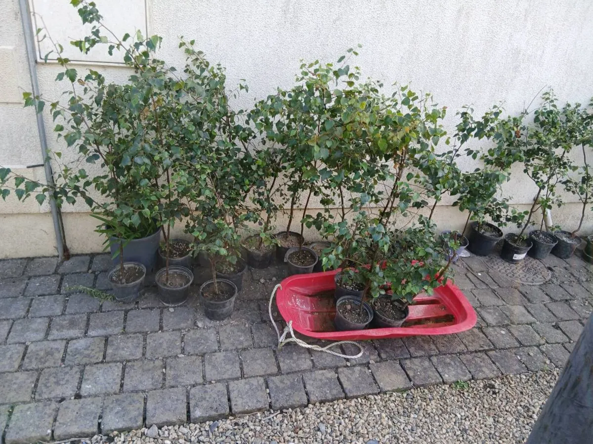 silver  birch 4 to 5 foots