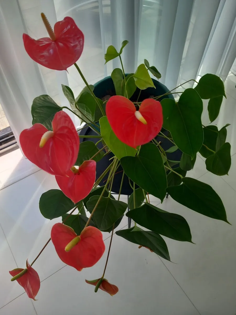 Indoor flamingo plant - Image 1