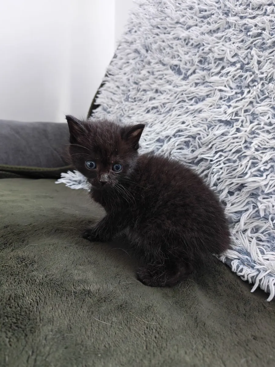 Kitten free - Image 3
