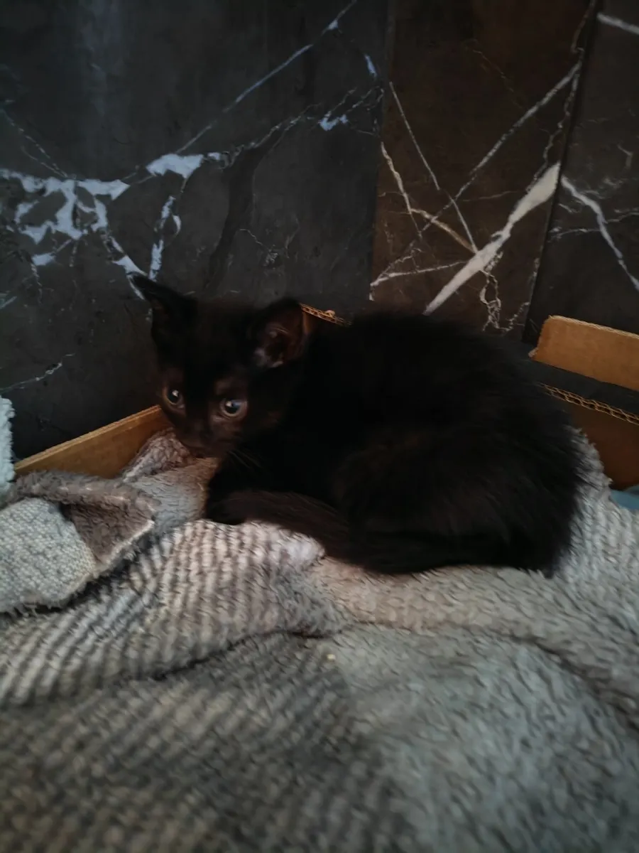 Kitten free - Image 2