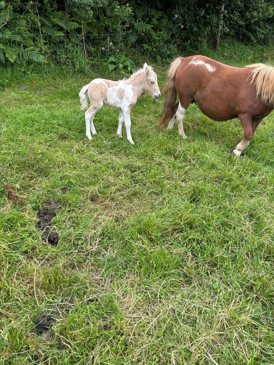 Miniature mare and foal - Image 2