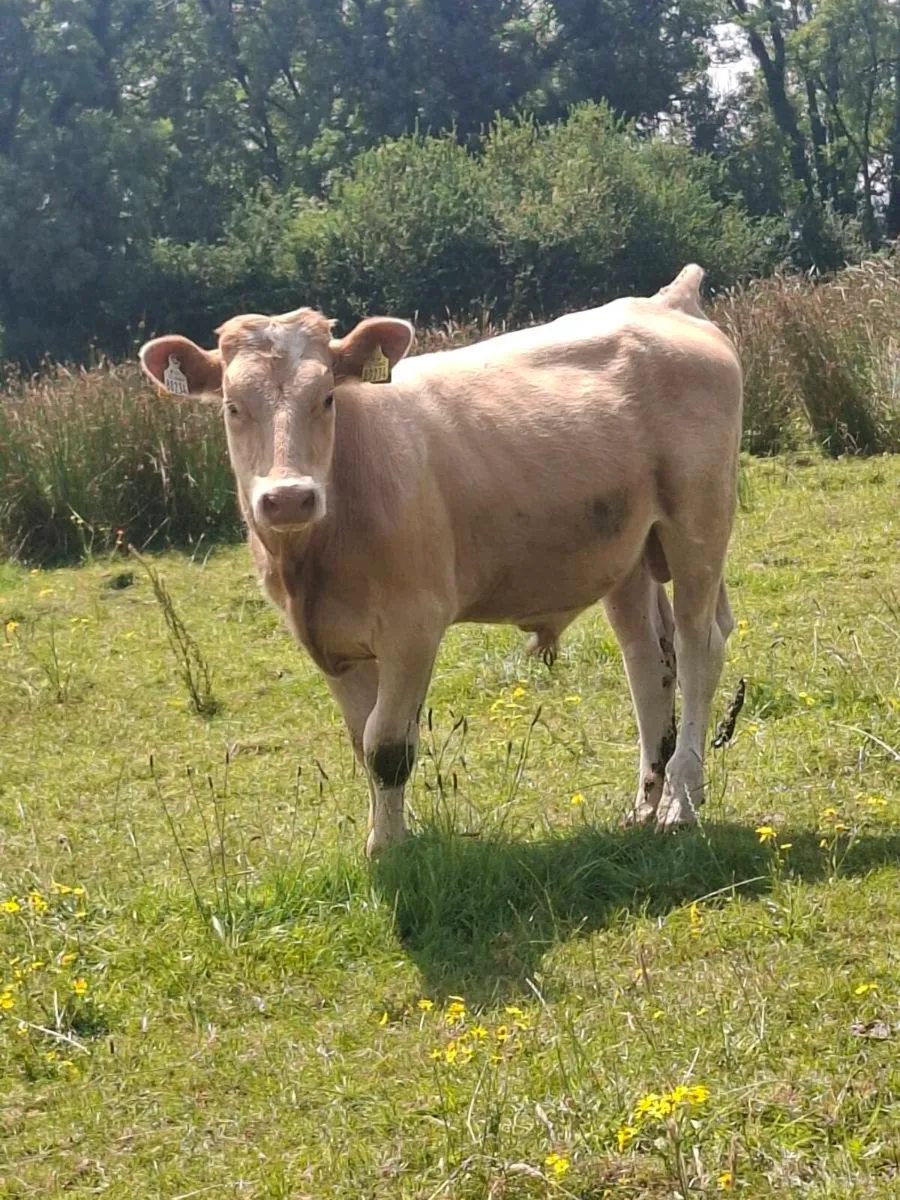 Charlois bulls - Image 1